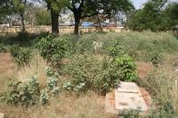 click to view detail