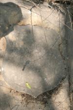 click to view detail