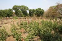 click to view detail