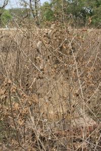 click to view detail